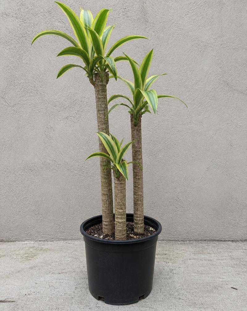 Dracaena Massangeana Cane — 10" — potted plant from Alive Expressions, Dalton, GA