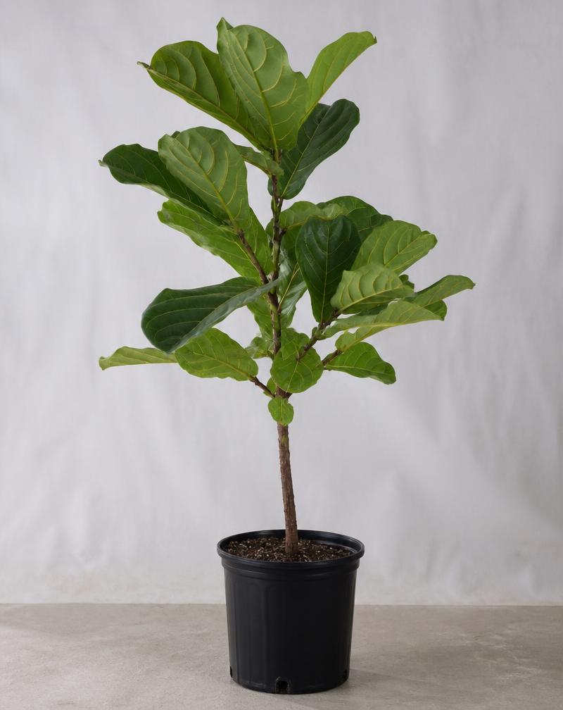 Fiddle Leaf Fig — 10" — potted plant from Alive Expressions, Dalton, GA