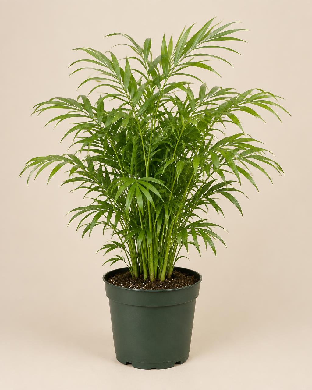 Parlor Palm — 6"