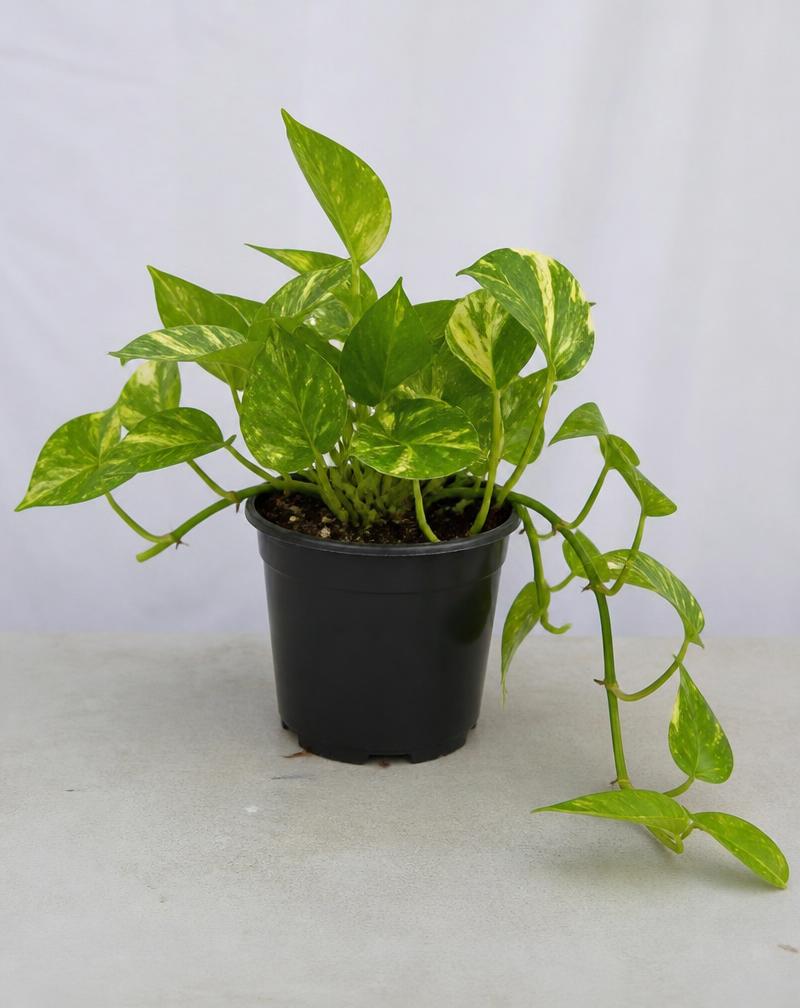 Golden Pothos — 6" — potted plant from Alive Expressions, Dalton, GA