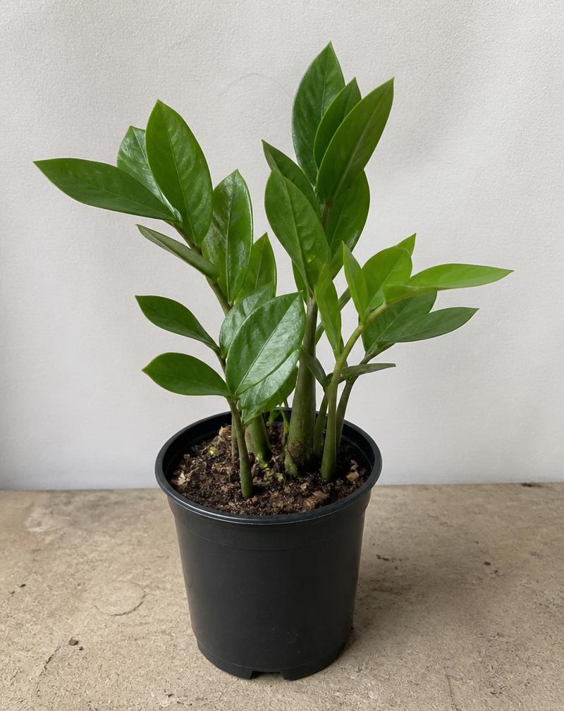 ZZ Plant — 6" — potted plant from Alive Expressions, Dalton, GA